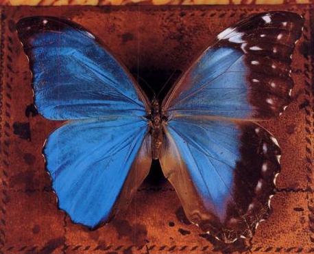 Morpho didius bilateral gynandromorph (Internet Image property of respective owner, non-commercial use only)